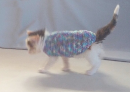 Cat In A Sweater Mrs. Dillon 2016-08-13